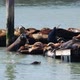 Sea lions on Pier  - VideoHive Item for Sale
