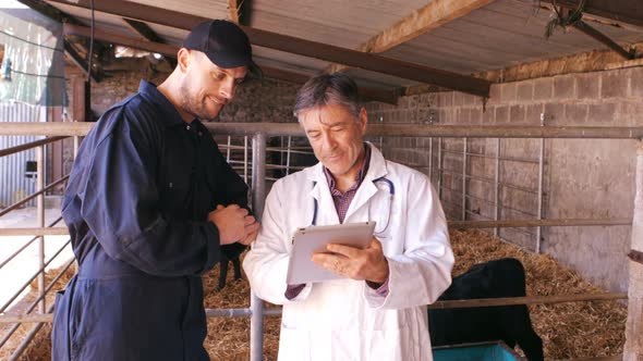 Cattle farmer and veterinary physician interacting with each other while using digital tablet