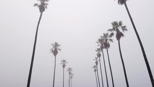 Aerial Of Palm Trees In The Fog