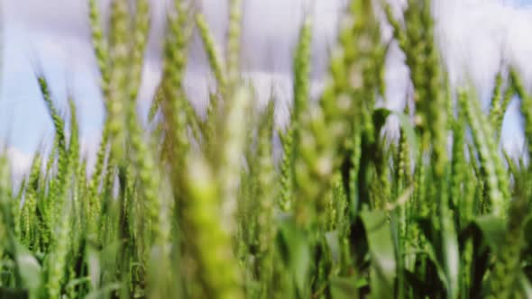 View of beautiful wheat field