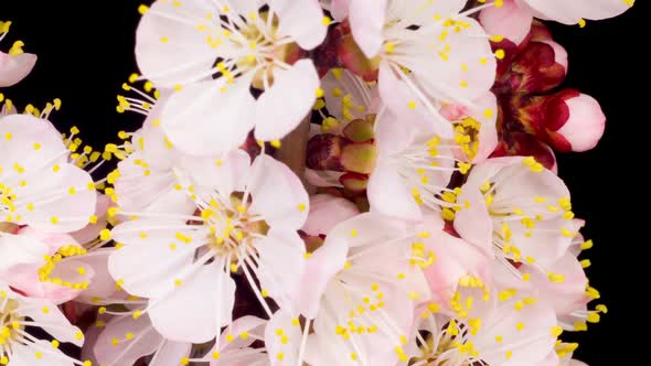 White Flowers Blossoms on the Branches of Apricot Tree