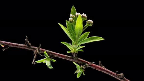 Time Lapse Blooming Spiraea