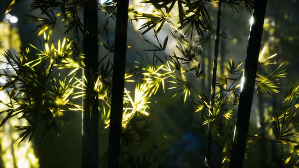 Asian Bamboo Forest with Sunlight