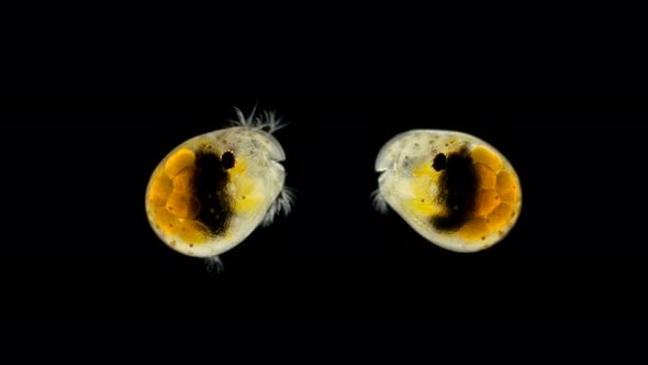 Ostracoda Under a Microscope, of the Cypridinidae Family, in the Video Is a Female with Eggs