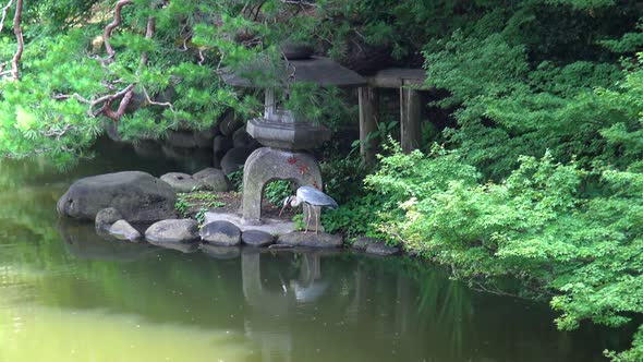 The view of the crane on the rock side lake in shinjuku gyoen national garden