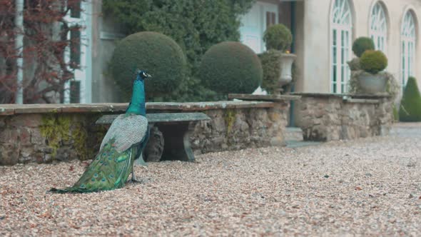 A peacock walking in slow motion through a garden