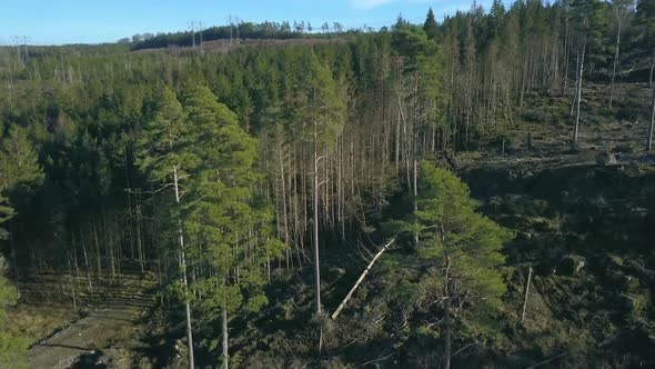 clearcutted forest drone ascends up in the air. Areal shot 4k