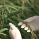Rice Padi - VideoHive Item for Sale