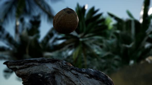 Extreme Slow Motion Falling Coconut in Jungle