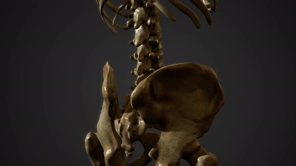 Bones of the Human Skeleton alt