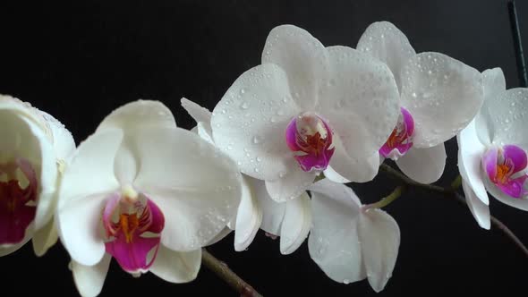 Orchidaceae, white orchid in a black background. Falling drops of water on flowers.