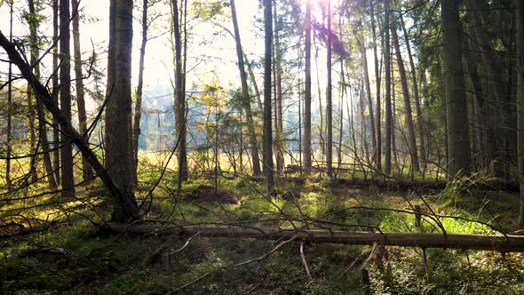 Autumn Forest With Ferns