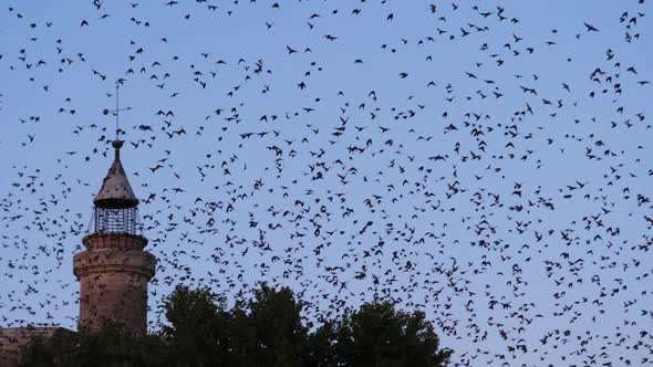 Flock of birds, Starlings (Sturnus vulgaris) surrounding Aigues Mortes in the Camargue, France