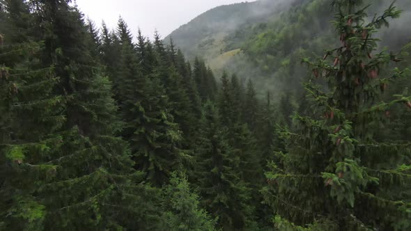 Extreme Close Flight Over Treetops in the Misty Forest Morning