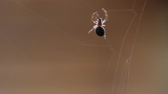 Spider Weaves a Web