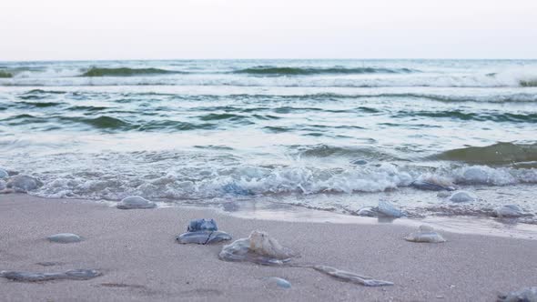 Dead Jellyfish Lie on a Sandy Shore Signed By Water on the Sea of Azov