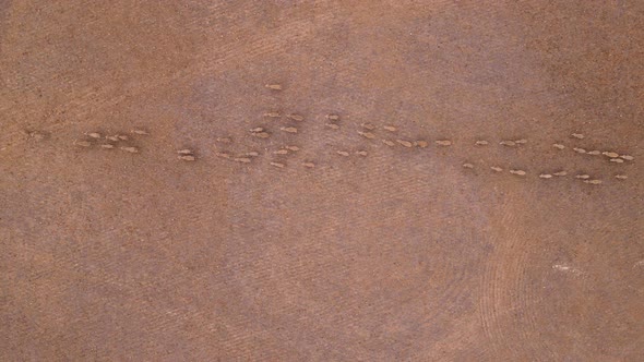 Bird's-eye view of sheep running in same direction over barren farm land