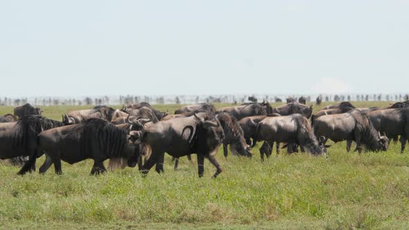 Huge amount of Wildebeests during migration in Serengeti national park Tanzania