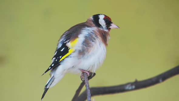 European Goldfinch or Goldfinch, Carduelis Carduelis. Small Passerine Bird.