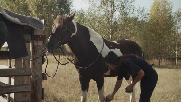 Before Participating Competition Young Woman Washes Horse Gives It Presentable Appearance