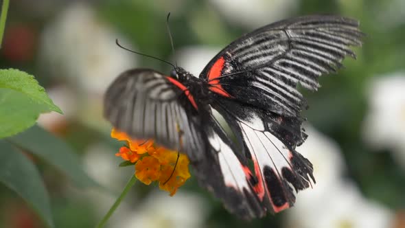 Macro shot of beautiful black butterfly with white and red stripes gathering nectar of flower in nat