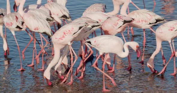 Beautiful flamingos are walking on the shore and looking for food in the sand 4k