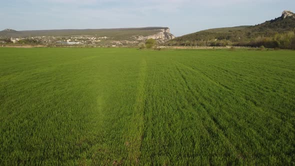 Aerial View on Green Wheat Field in Countryside