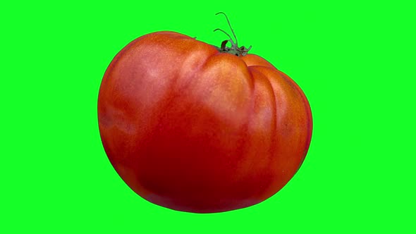 Fresh Red Raf Tomato on Green Screen Background