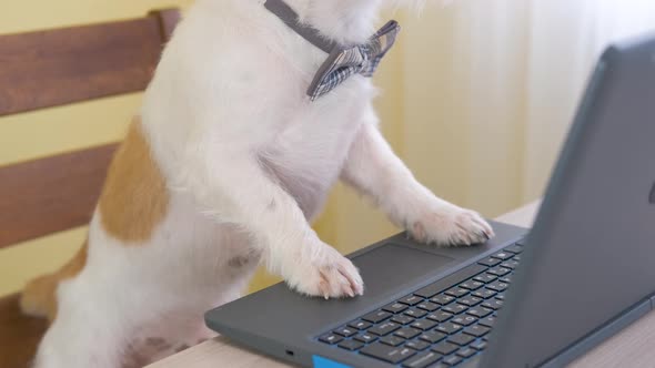 Dog breed Jack Russell Terrier working on a table at a laptop in the office