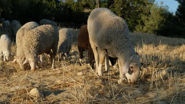 Sheep Grazing Field