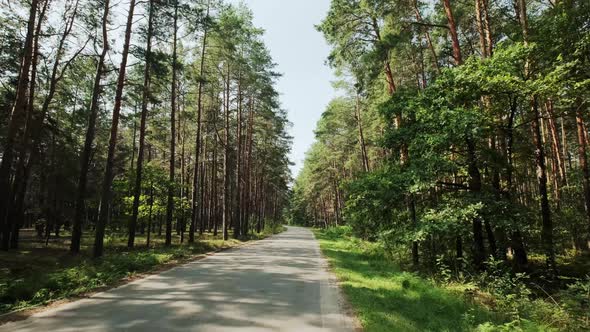 POV View of The Car Goes on the Road Through a Pine Forest