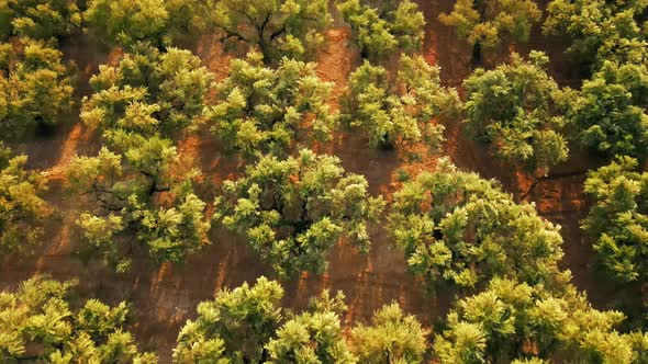 Aerial drone vertical view of an Olive Garden at sunset in Greece