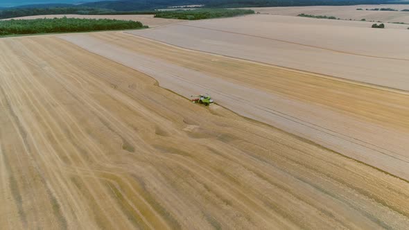 Agricultural Combines Harvesting Wheat On The Big Field.