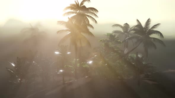 Coco Palm Trees Tropical Landscape alt