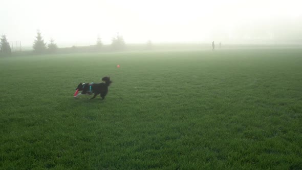 Border Collie Dog With Frisbee Disc On Mouth Running On Grass. - wide shot