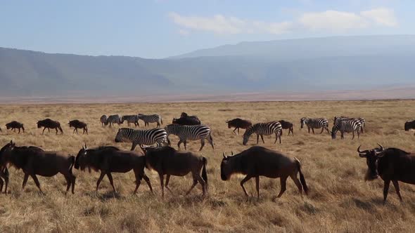 A clip of a herd wildebeest, Connochaetes taurinus or Gnu marching past Zebra, Equus Quagga formerly