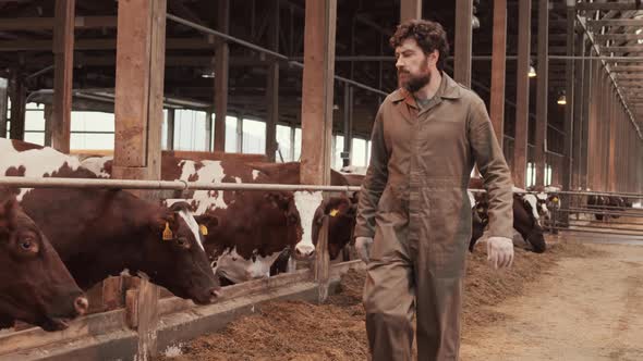 Man Visiting Around Large Cowshed