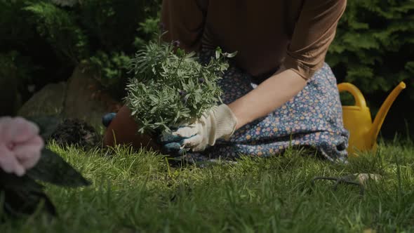Female Gardener Transplants Potted Lavender Plant Into Ground