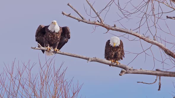 Bald Eagle taking flight from branch other is perched on