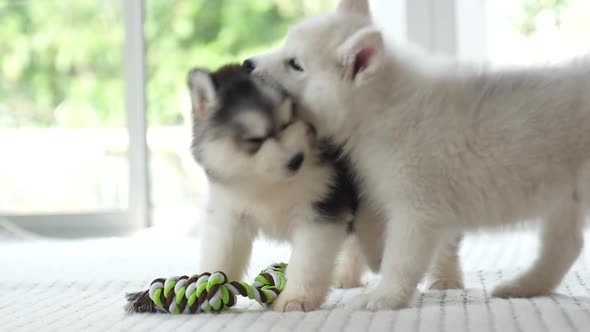 Two Puppy  Playing With Colorful Rope Toy