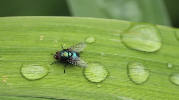 closeup of a green and blue fly on bright green leaf