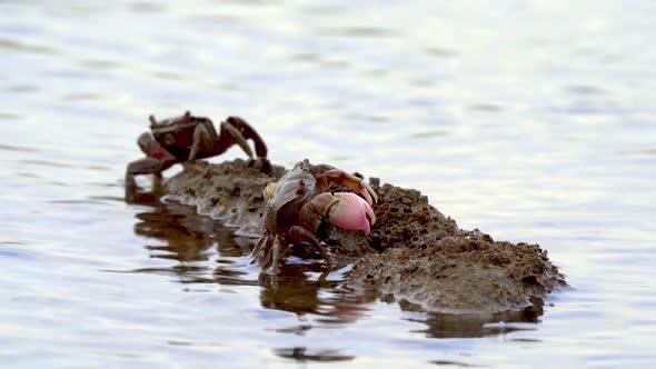 Close view of neohelice granulata crabsing on rock by wavy water