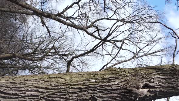 Vertical Video of the Forest with Trees Without Leaves Slow Motion