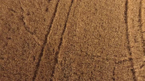 Golden Wheat Agriculture Field Aerial View