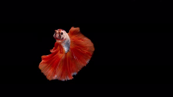 Slow motion of Siamese fighting fish (Betta splendens), well known name is Plakat Thai