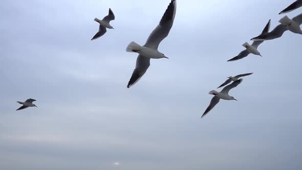 Seagulls Flying In The Gray Clean Sky. Close Up Flock Of Birds Flies Slow Motion. 7 alt