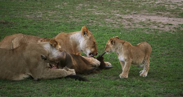 African Lion, panthera leo, Females and Cub with a Kill, a Wildebest, Masai Mara Park in Kenya
