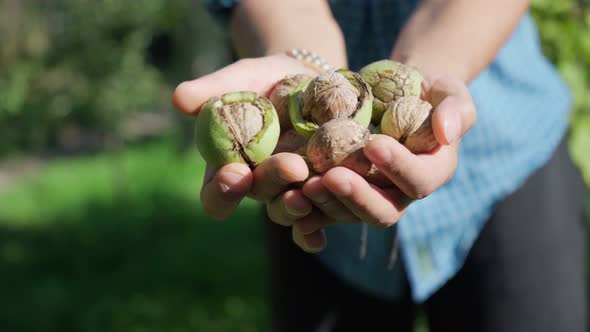 Harvest of Ripe Walnuts in the Hands of a Male Farmer Autumn