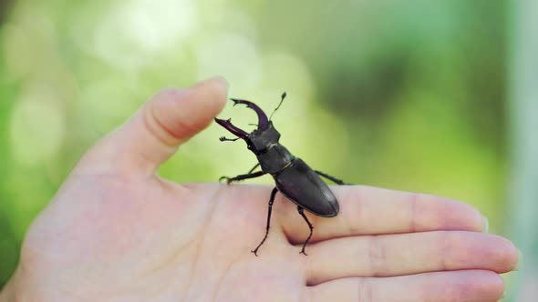 Stag Beetle in Hand