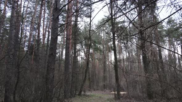 Trees in a Pine Forest During the Day Aerial View